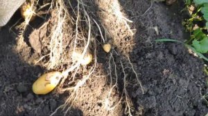 картофель сорт наташа