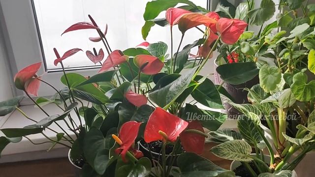 Волшебный эликсир для АНТУРИУМА, СРОЧНО ПОЛЕЙТЕ и будет такой шикарный результат! смотреть онлайн