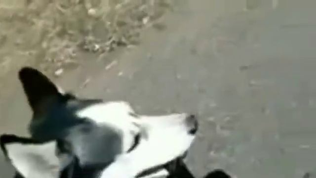 Рокси(архив 1)