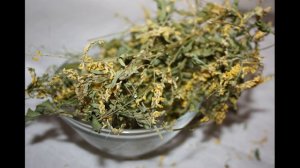 Донник лечебные свойства