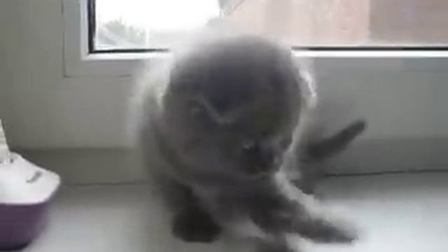 шотландский котёнок смотреть онлайн