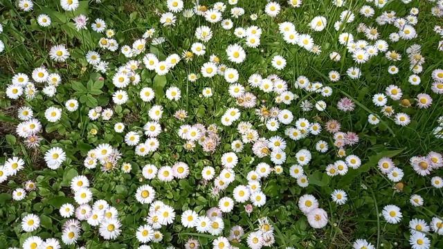 Мавританский газон ,,Маргаритковый рай