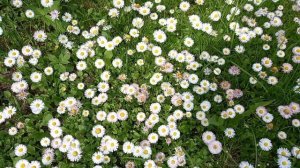 Мавританский газон ,,Маргаритковый рай"!