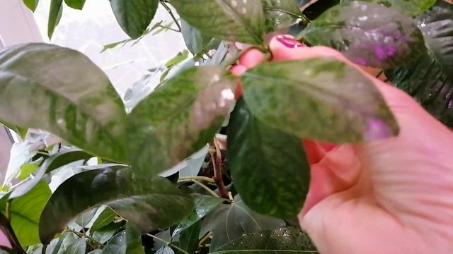 Гуляем по зимнему саду. смотреть онлайн