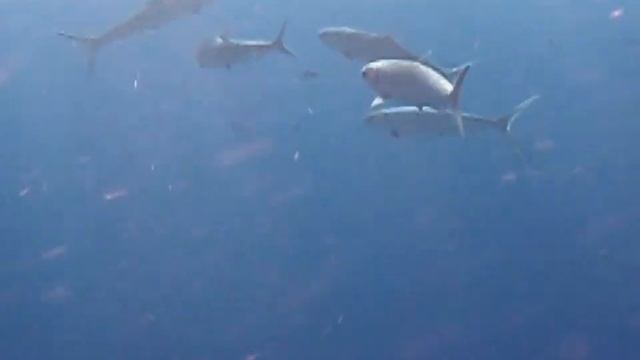 Акула у понтона в Шарм-Эль-Шейхе,   Island View Resort 5*, 2009