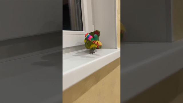 Вечер с моим попугаем | Новозеландский прыгающий попугай | Какарики? смотреть онлайн