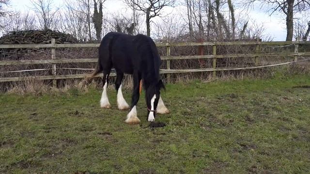 Shire Horse Turbo