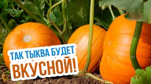 Когда собирать урожай тыквы готовность плода, сроки, полив. Сбор урожая тыквы- что нужно знать?