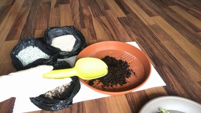 Размножение суккулентов листьями и черенками смотреть онлайн