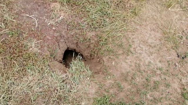 Суслик возмущённо свистит смотреть онлайн