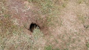 Суслик возмущённо свистит