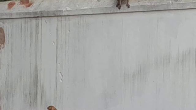 Весёлые обезьяны, Индия. На территории музея штат Пенджаб смотреть онлайн