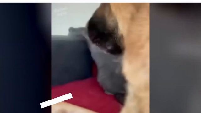 Смешной танец от кота, смеялась целый час смотреть онлайн
