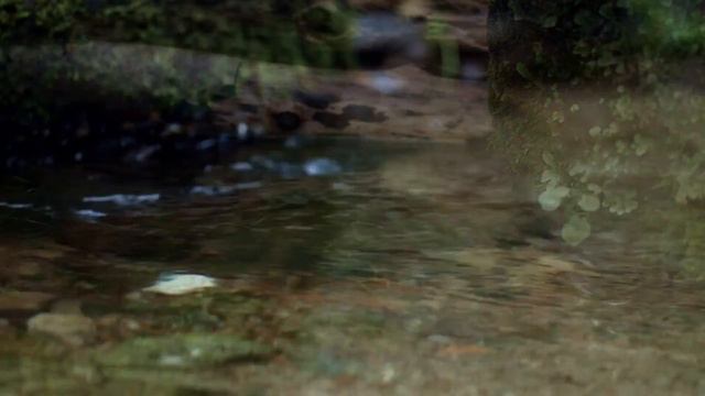 Dan Gibson’s Solitudes - The True Path | Asian Spa смотреть онлайн