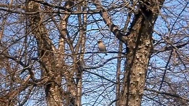 ВИДЕО. СВИРИСТЕЛИ ПРИЛЕТЕЛИ. НОВОСИБИРСК. смотреть онлайн