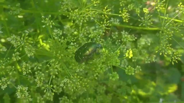 Жук бронзовка золотистая и бронзовка гладкая смотреть онлайн