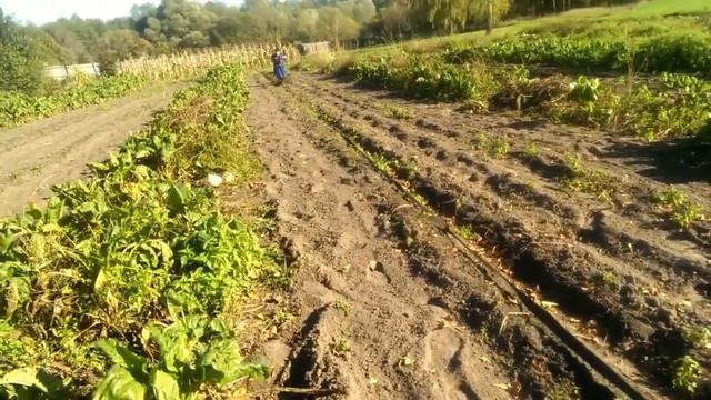 Веерная картофелекопалка. смотреть онлайн