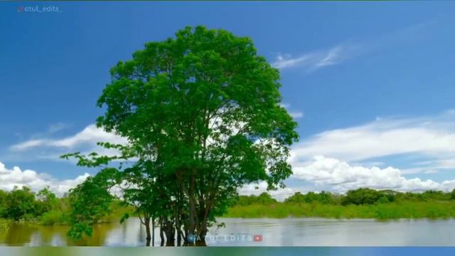 Relaxing Walk in the Rain, Umbrella and Nature Sounds for Sleep and Relaxation | sleeping music | смотреть онлайн