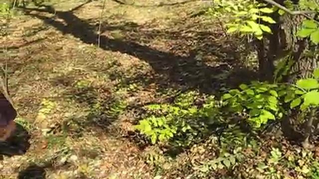 Белка бегает по руке.mp4 смотреть онлайн