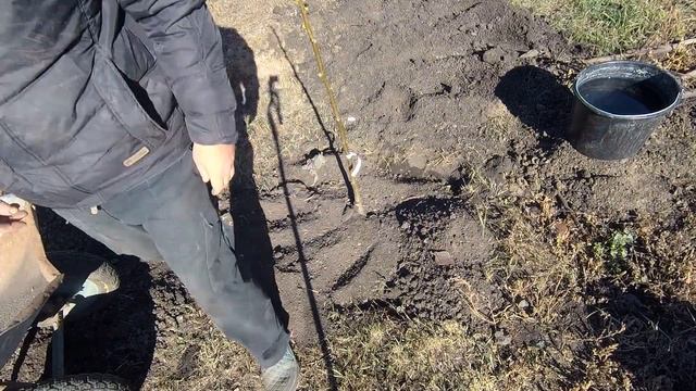 Посадка грецкого ореха ,Грецкий орех, Сорт идеал, Грецкий орех идеал, Как посадить грецкий орех , смотреть онлайн