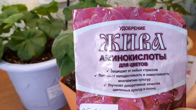 Если Вы хотите ускорить цветение пеларгонии,дайте ей эту подкормку из 3-х удобрений смотреть онлайн