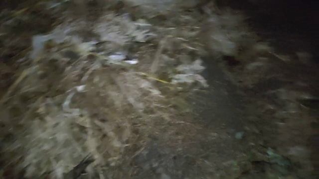 Ночная жизнь в частном доме, ёжики и зелень смотреть онлайн
