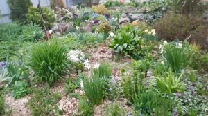 Арабис - яркий, многолетний почвопокровник.