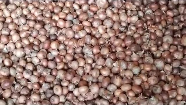 পেঁয়াজের দাম শুনলে লাফিয়ে উঠবেন! আজকের পেঁয়াজ রসুনের পাইকারি বাজার দর কত জানুন | Kushtia Tv News смотреть онлайн