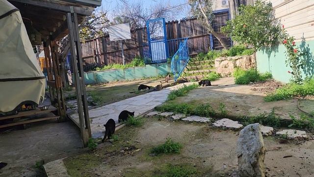 Видео рассказ. Мы сняли дом у кошатницы и перевезли 12 своих котов. 7 домашних и 5 дворовых. смотреть онлайн