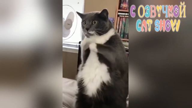 САМЫЕ 😂 Смешные 🤣 🐱 Видео 🐶 ЖИВОТНЫХ + Интересные факты о котах приколы смотреть онлайн