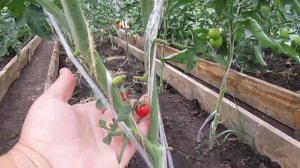 ОБЗОР ЧЕРРИ ТОМАТА "КРАСНАЯ ВИШНЯ"