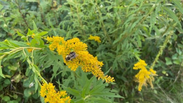 iPhone 11 Cinematic 4K Video Test - Best Video Camera on any Phone?! смотреть онлайн