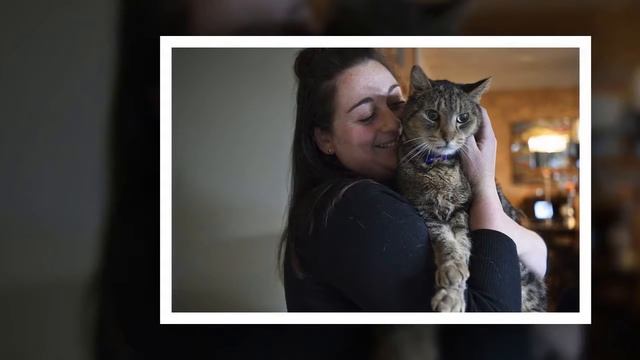 Семья два года искала пропавшего кота и нашла его... смотреть онлайн