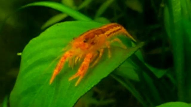 MVI 2559 enhanced смотреть онлайн