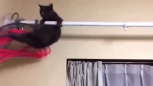 Кот акробат смотреть онлайн