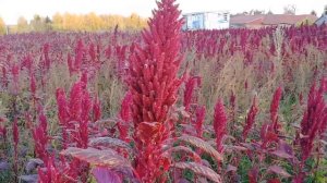 Амарант #09. Сбор амаранта в октябре в Татарстане