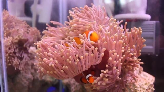 ПАРА КЛОУНОВ ОЦЕЛЛЯРИСОВ – AMPHIPRION OCELLARIS (OCELLARIS CLOWNFISH) В АКТИНИИ смотреть онлайн
