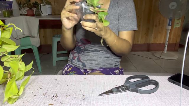 BIGGEST Wishlist Plant Unboxing! 10 New Plants