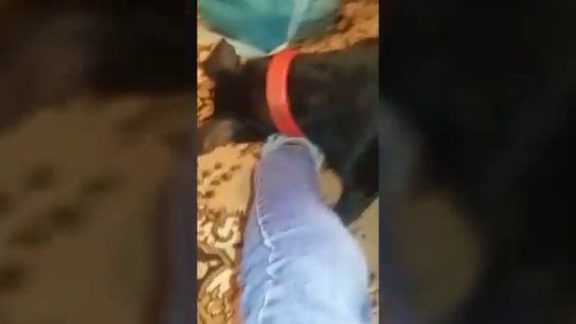 Меня покусала собака 2 смотреть онлайн