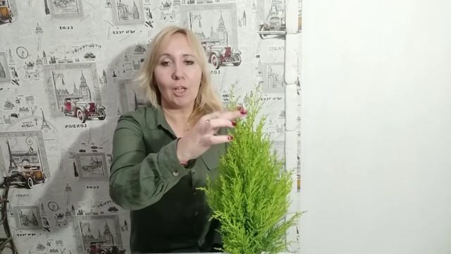 Кипарис кімнатний смотреть онлайн