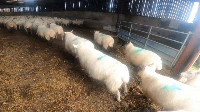 WOW HOW BAD ARE THE SHEEPS FEET? смотреть онлайн