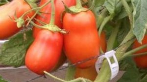 ТОМАТ ТОРКВЕЙ ОТЗЫВЫ || ТОМАТ ТОРКВЕЙ ХАРАКТЕРИСТИКА || ТОМАТ ТОРКВЕЙ ВИДЕО || #ТОРКВЕЙ