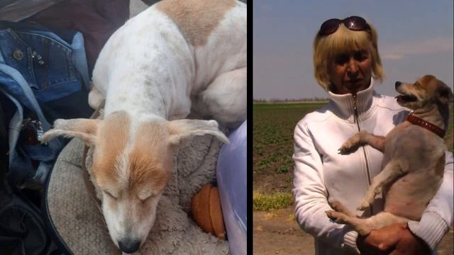 Собачка Чапа подстриглась и красота ей обеспечена! смотреть онлайн