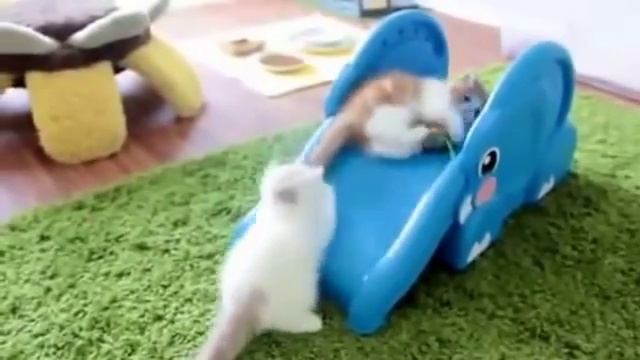 Смешные маленькие котята катаются на детской горке смотреть онлайн