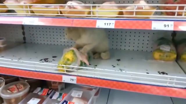 Жесть!! кот ест курицу на прилавке супермаркета смотреть онлайн