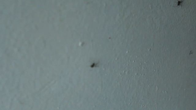 Сумасшедший привел нас НА РАСПАКОВКУ! смотреть онлайн