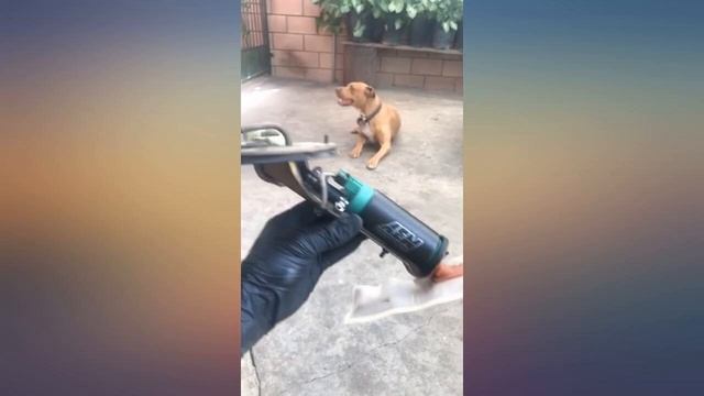 AEM 50-1200 E85 In-Tank Fuel Pump, Black, 4.055 x 1.535 x 1.535 inches review смотреть онлайн