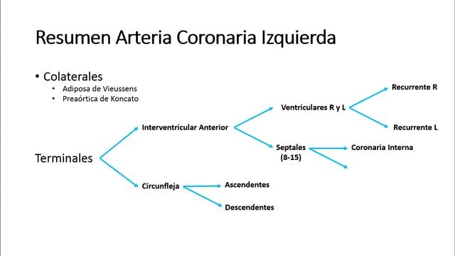 Anatomía - Irrigación del Corazón (Dominancia, Codominancia, Anastomosis Coronaria) смотреть онлайн