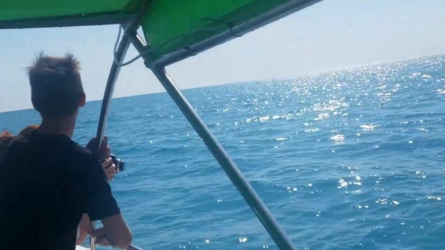 Абхазия, Гагры / черноморские дельфины в открытом море смотреть онлайн