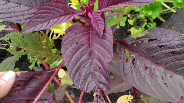 Food Storage Prepping In the Garden: Amaranth смотреть онлайн
